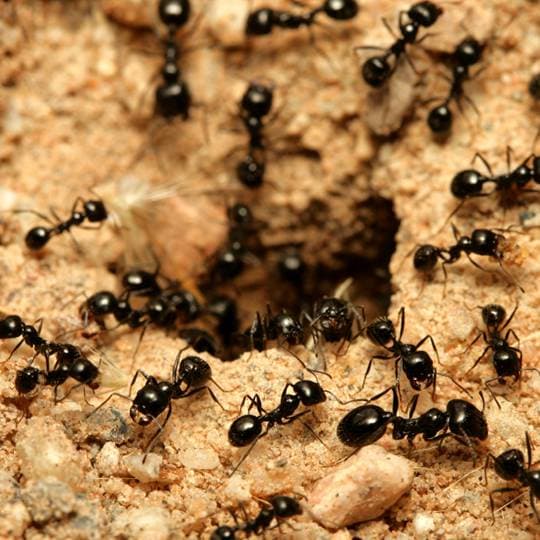 Ant Treatment