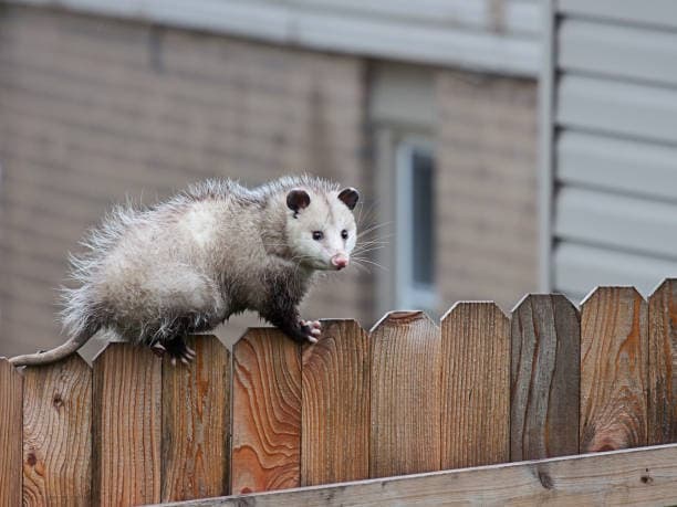 Possum Control