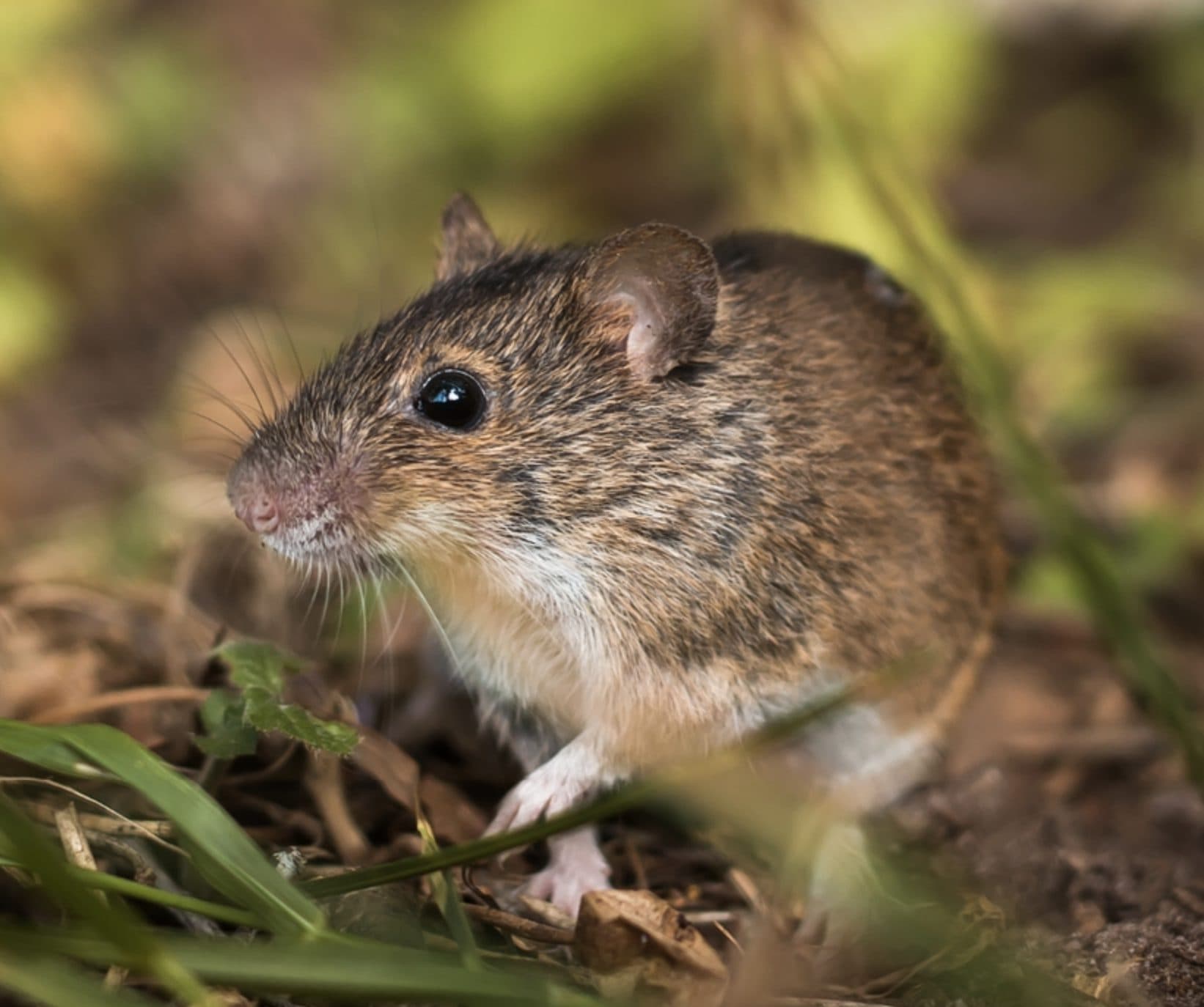 Rodent Treatment