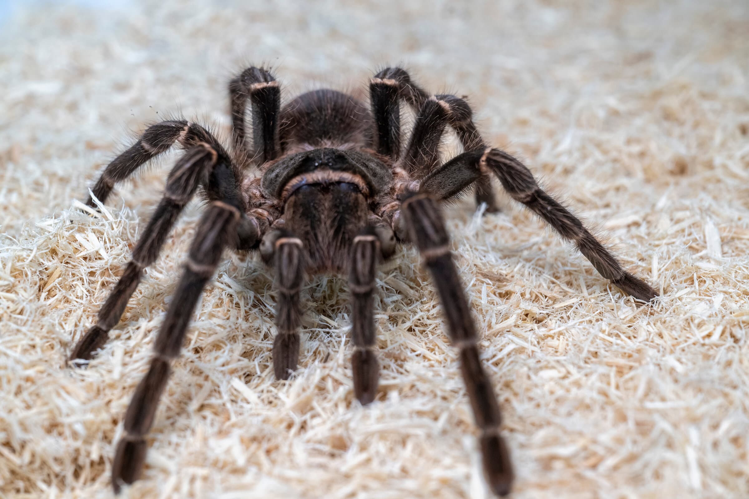 Spider Control
