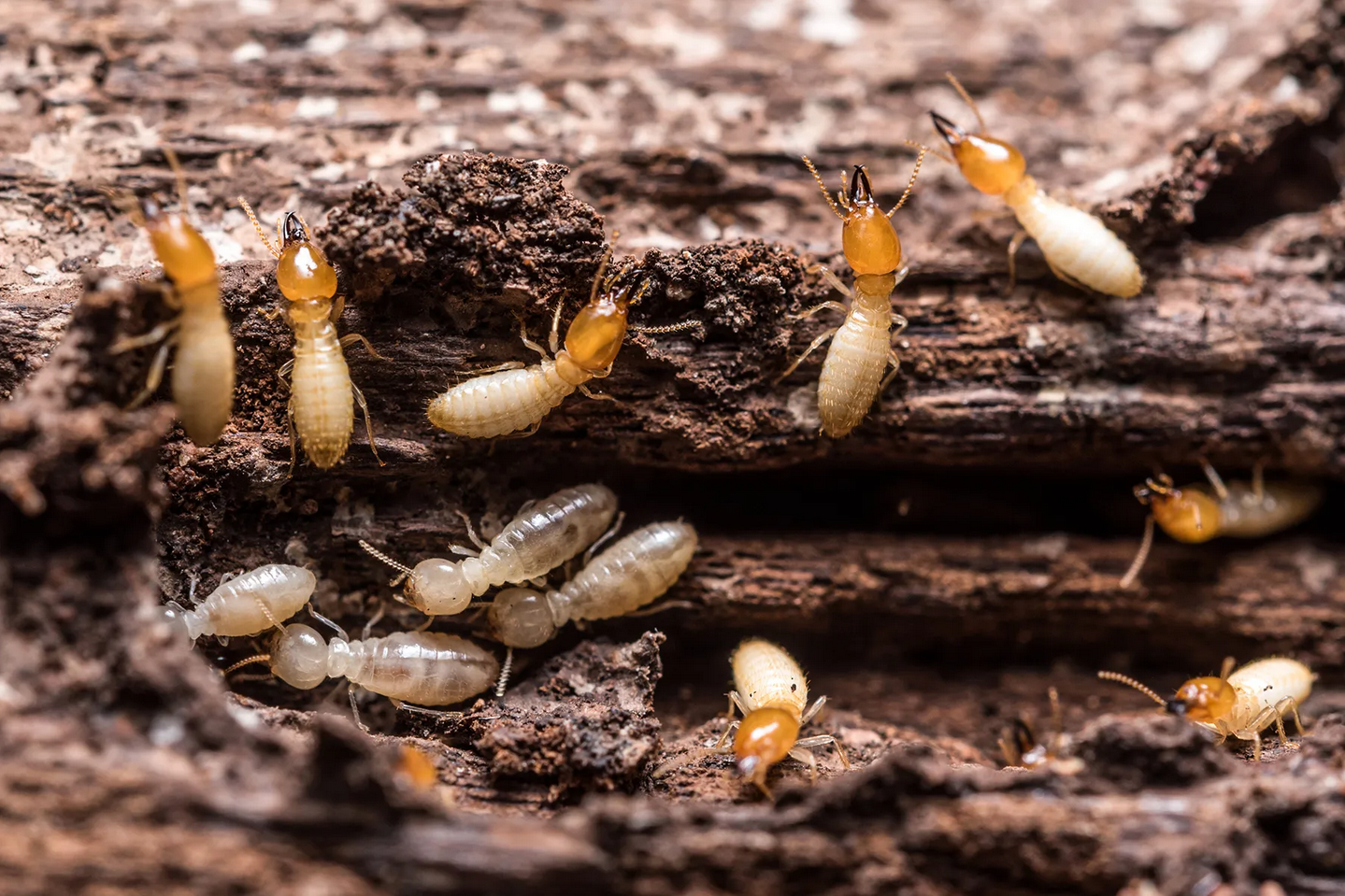 Termites